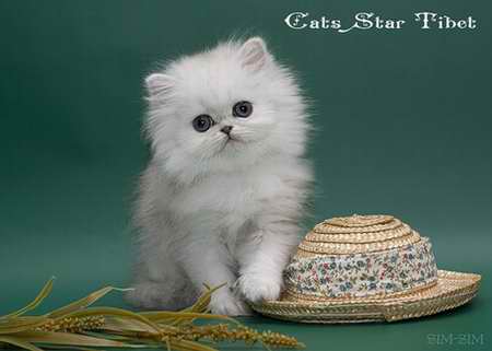 Персидские котята Cats Star Tibet